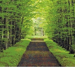 Pathway to Wellnes
